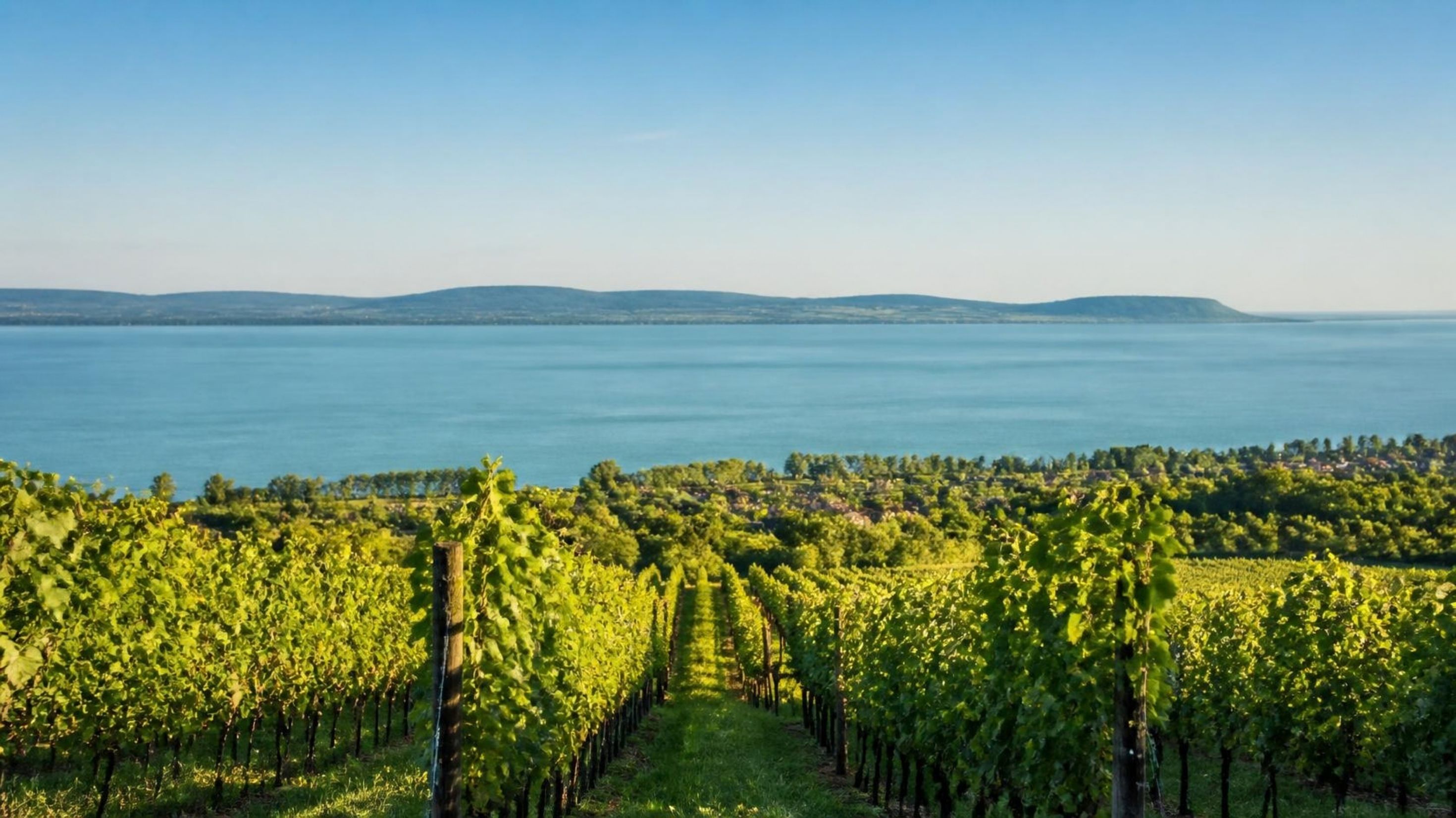 Wijngaard met uitzicht over het Balatonmeer