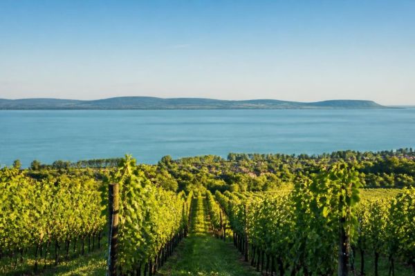 Wijngaarden aan het Balatonmeer